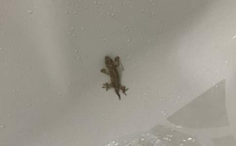 С�ڻ���β�ͽ̰�