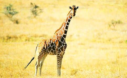 �L(zh��ng)�i¹������