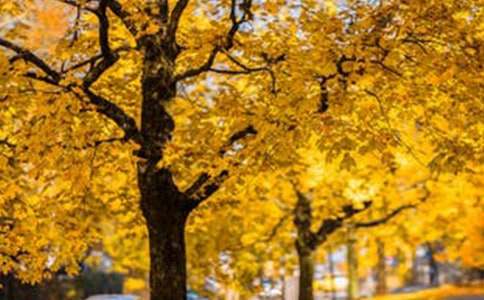 С�W(xu��)���꼉(j��)�L(f��ng)�������\����15ƪ��