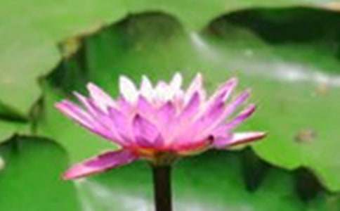 �P�ںɻ��̰��\��ʮƪ