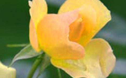 С�W(xu��)���꼉���ģ�����