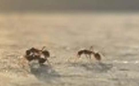 Λρ�ᶹС��̰�