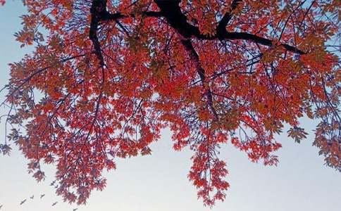 ����(y��u)�㣩����˽�Z(y��)����15ƪ