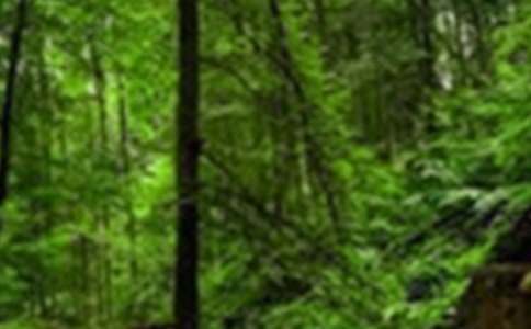 ���õ�ɭ������600�֡���(y��u)��4ƪ��