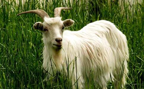 ��ֻɽ���^(gu��)��(d��)ľ�򿴈D��(xi��)Ԓ