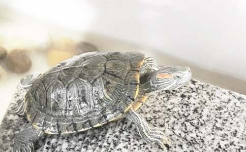 С���w���Α�̰�С���������������x11ƪ��