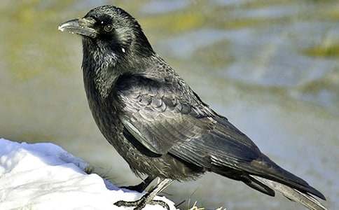 ���f��ˮ�Ľ̰�15ƪ