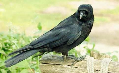 ���ƌW(xu��)���f��ˮ��˼����ȫ6ƪ��