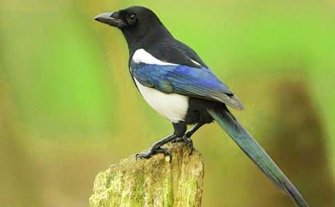 ���ϲ�o�̰�