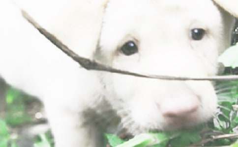 ����Ʒ��ϲ��(��i)С��������300����ƪ