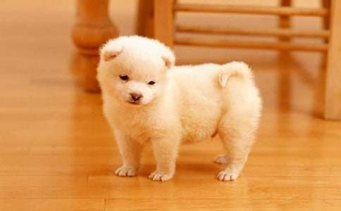 �P(gu��n)���茑С��������300�ּ��Ͼ�ƪ