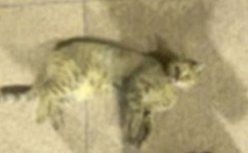 �Ҽҵ�С؈��(y��u)������600�ֺϼ�9ƪ