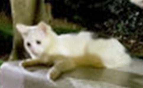 ���õ�С؈��(y��u)������400����ƪ