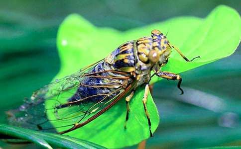 ׽֪�����ģ����x��