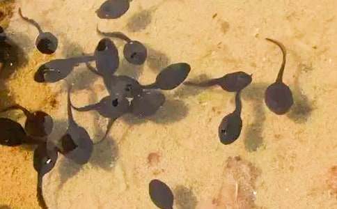 ��С����ҋ������̰�