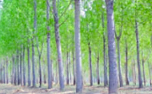 《白楊》課后反思