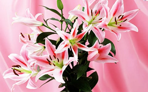 《心田上的百合花》讀后感(合集15篇)