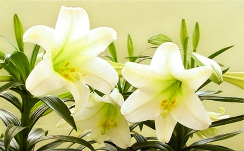 �����������ϵİٺϻ���x��