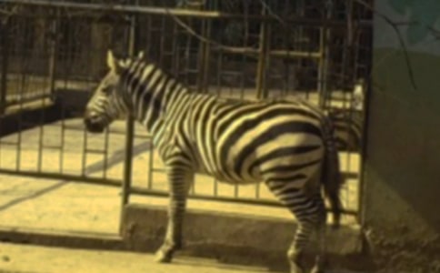 《馬路上的斑馬線》