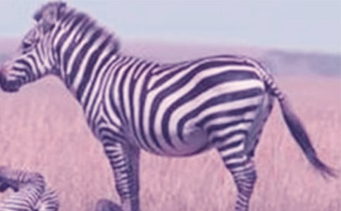 ���R�~���L(f��ng)ˮ�W(xu��)��(y��ng)��-���R�~��Ʒ�N��B