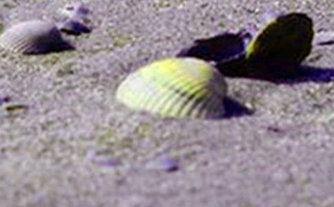 海螺和貝殼