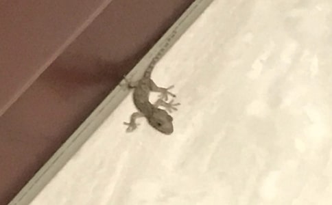 【經(jīng)典】壁虎的作文