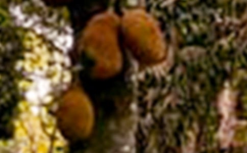 空腹吃菠蘿蜜有什么壞處