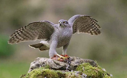 �n��������