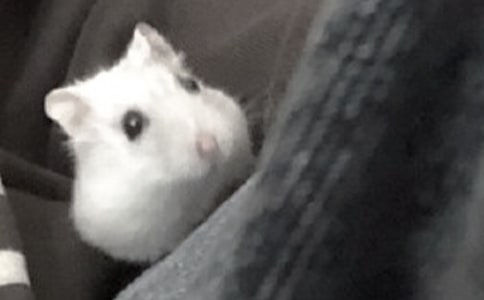 【經(jīng)典】可愛的倉鼠作文