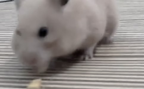 (必備)可愛的小倉(cāng)鼠作文15篇