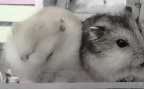 可愛的小倉鼠作文