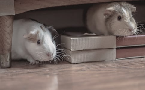 動(dòng)物倉(cāng)鼠的觀察日記