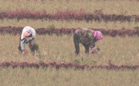 �P(gu��n)���L(zh��ng)���������е����������g(sh��)��Ҋ