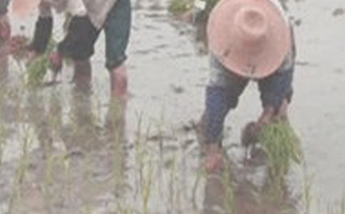 插秧的作文(推薦)