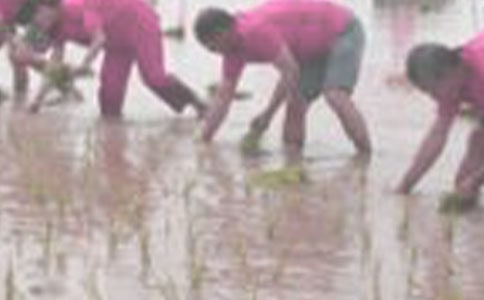 һ�꼉(j��)��(c��)���������̌W(xu��)��(sh��)��c�u(p��ng)��