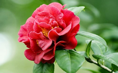 �茑ɽ�軨�ĸ߼�����