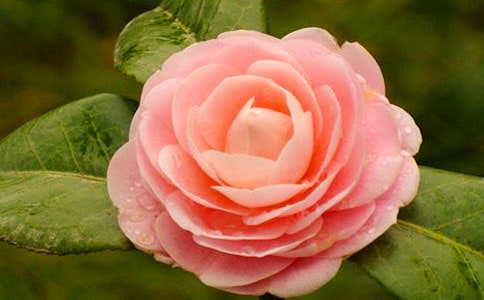 ɽ�軨����15ƪ(��(y��u)�x)