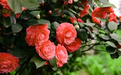 (�؂�)������ɽ�軨����