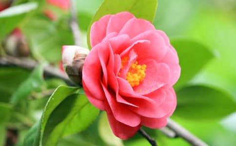 ɽ�軨����