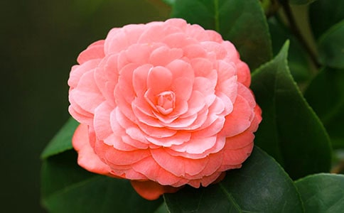 �軨������