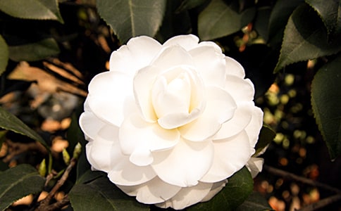 有山茶花相伴滋味長(zhǎng)作文