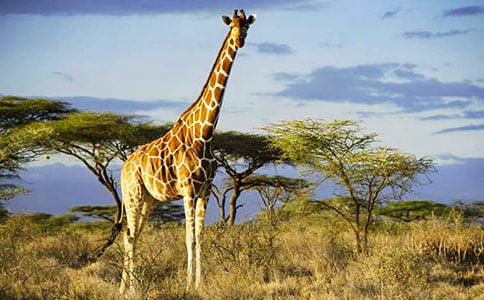 �������L�i¹����