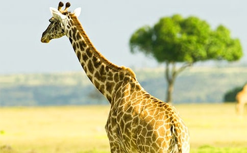 中班美術(shù)教案長頸鹿8篇