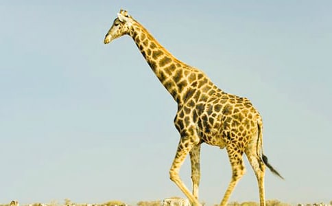 ������L(zh��ng)�i¹��򿴈D��(xi��)Ԓ(hu��)