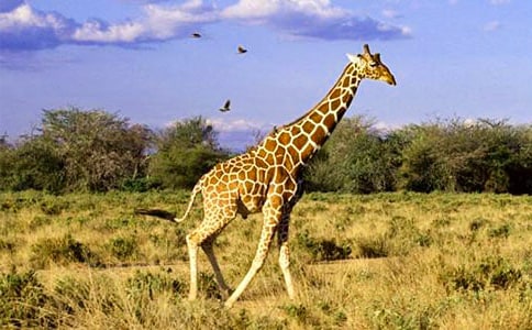 可愛的長頸鹿大班美術活動教案3篇