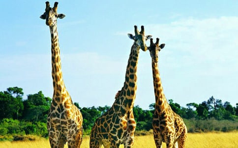 �L(zh��ng)�i¹���ľ��A15ƪ