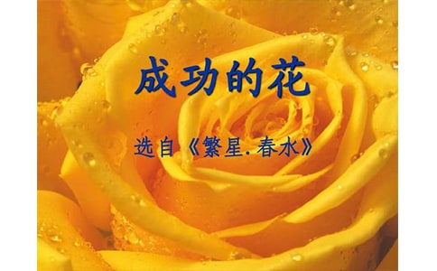 成功的花
