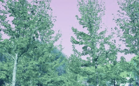 關(guān)于春風的詩句15篇(集合)