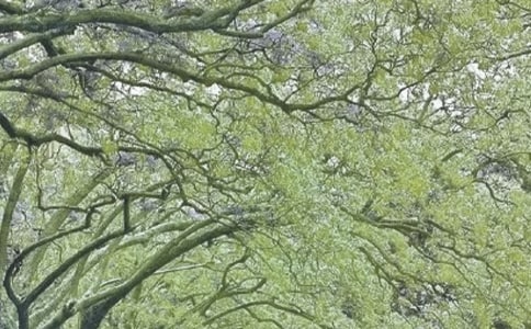 春風的詩句(精選15篇)