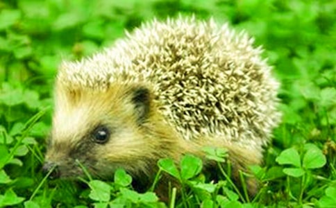 С�����g�̰���(y��u)��ģ�塶С��⬴�L��